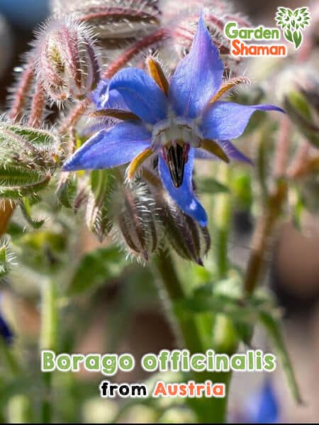 GardenShaman.eu - Graines de bourrache Borago officinalis