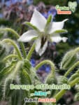 GardenShaman.eu - Borago officinalis var. Alba, weißblühender Borretsch Samen