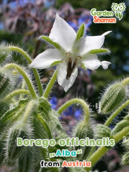 GardenShaman.eu - Borago officinalis var. Alba, Graines de bourrache à fleurs blanches