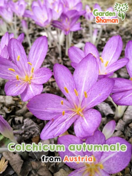 GardenShaman.eu Colchicum autumnale Semillas de azafrán de otoño