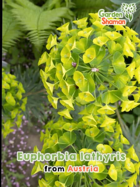 GardenShaman.eu - Euphorbia lathyris, Kreuzblättrige Wolfsmilch, Spring-Wolfsmilch Samen