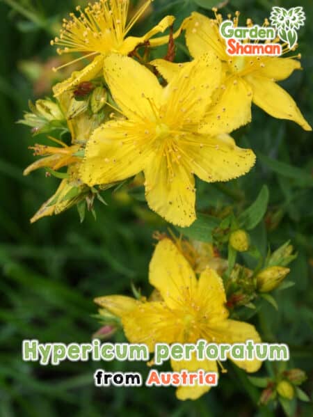 GardenShaman.eu - Hypericum perforatum, Tüpfel-Johanniskraut Samen