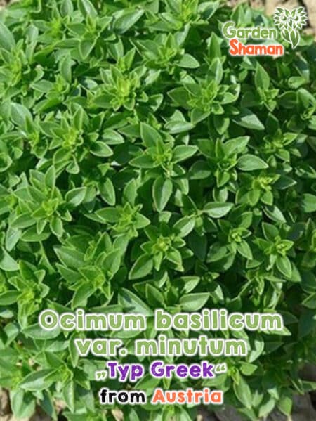 GardenShaman.eu Albahaca de arbusto griega Ocimum basilicum var. minutum tipo semillas griegas