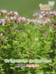 GardenShaman.eu - Origanum majorana, semillas de mejorana verdadera