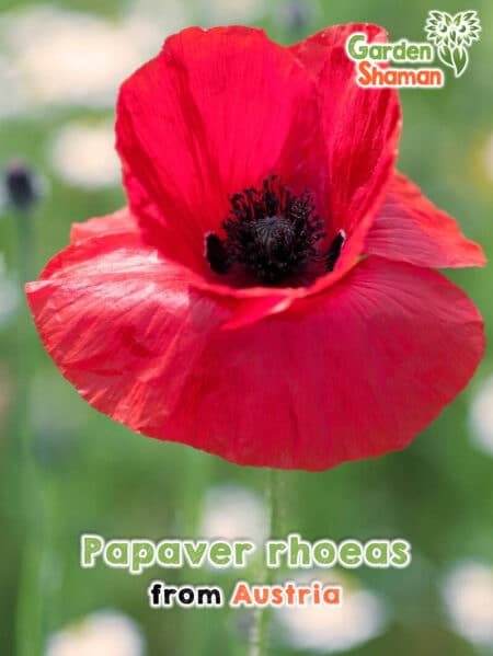 GardenShaman.eu - Papaver rhoeas - Corn Poppy Seeds