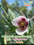 GardenShaman.eu - Papaver somniferum var. setigerum seeds seeds