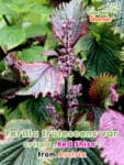GardenShaman.eu – Perilla frutescens var. crispa Red Shiso