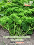 GardenShaman.eu - Petroselinum crispum var. crispum seeds, Moss parsley