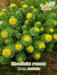 GardenShaman.eu – Rhodiola rosea