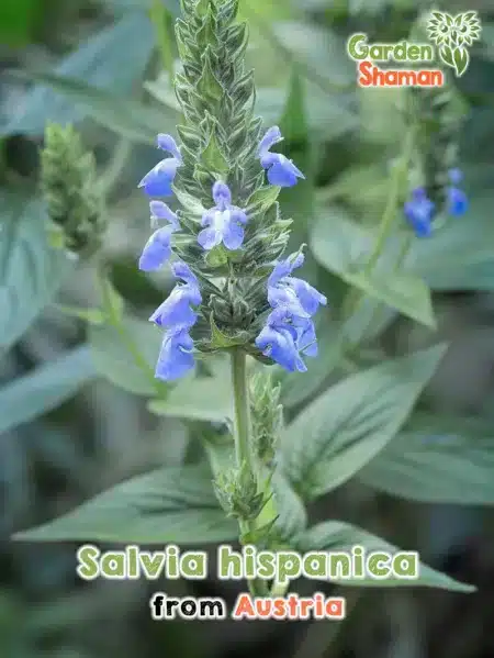 GardenShaman.eu Salvia hispanica Chía