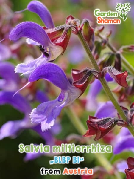 GardenShaman.eu - Salvia miltiorrhiza BLBP 01, Salvia china, Salvia de raíz roja