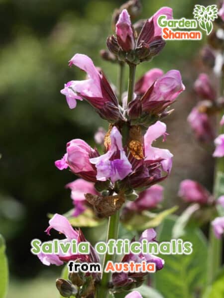 GardenShaman.eu - Salvia officinalis, Echter Salbei, Apotheker-Salbei, Samen