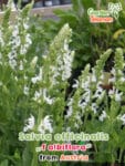 GardenShaman.eu - Graines de Salvia officinalis albiflora