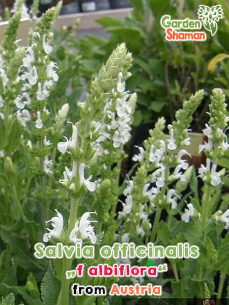 GardenShaman.eu - Salvia officinalis albiflora seeds