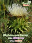 GardenShaman.eu – Silybum marianum var. albiflorum