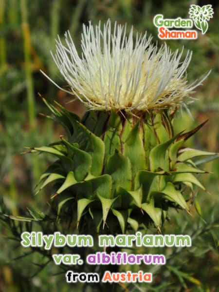 GardenShaman.eu - Silybum marinaum var. albiflorum, White-flowered milk thistle seeds