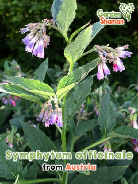 GardenShaman.eu - Symphytum officinale Consuelda medicinal, Consuelda común