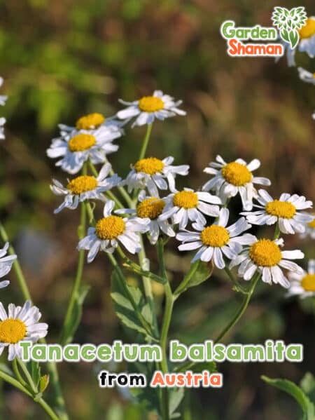 GardenShaman.eu Tanacetum balsamita Lady's Leaf, Balsamweed Seeds