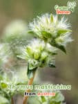 GardenShaman.eu - Semillas de tomillo lentisco Thymus mastichina