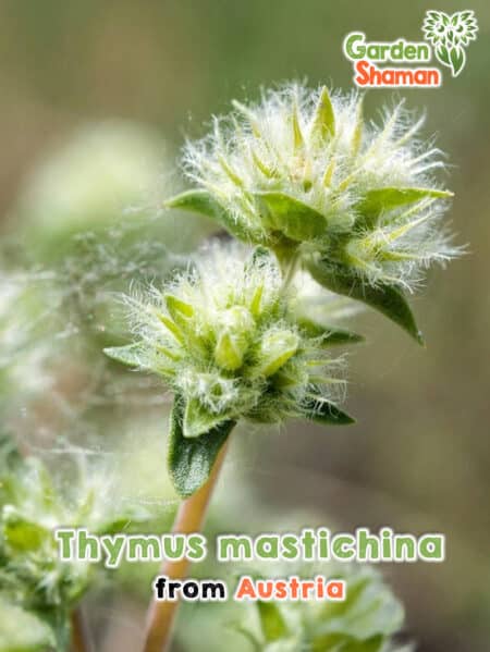 GardenShaman.eu - Semillas de tomillo lentisco Thymus mastichina