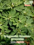 GardenShaman.eu – Trigonella foenum-graecum