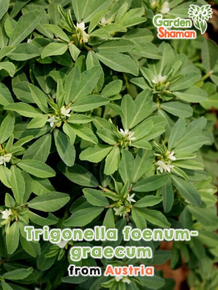 GardenShaman.eu Trigonella foenum-graecum