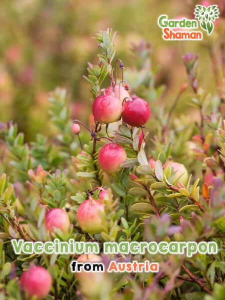GardenShaman.eu - Vaccinium macrocarpon Großfruchtige Moosbeere Samen