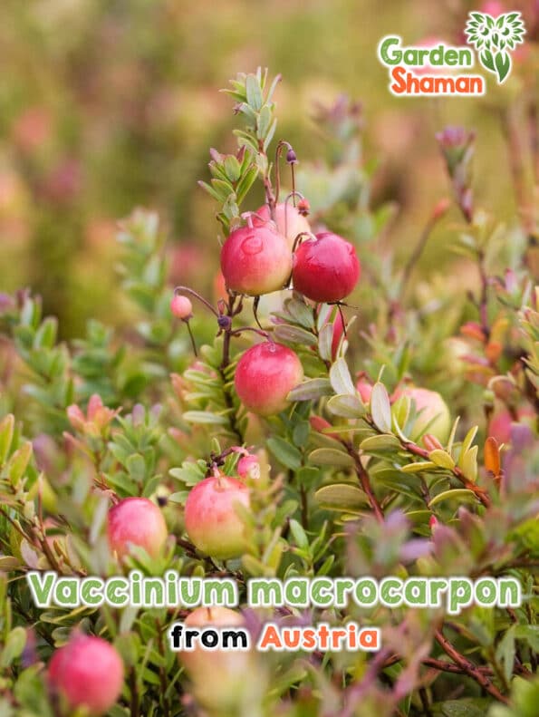 GardenShaman.eu - Vaccinium macrocarpon Semillas de arándano rojo de fruto grande