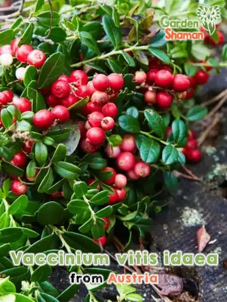 GardenShaman.eu Vaccinium vitis idaea seeds