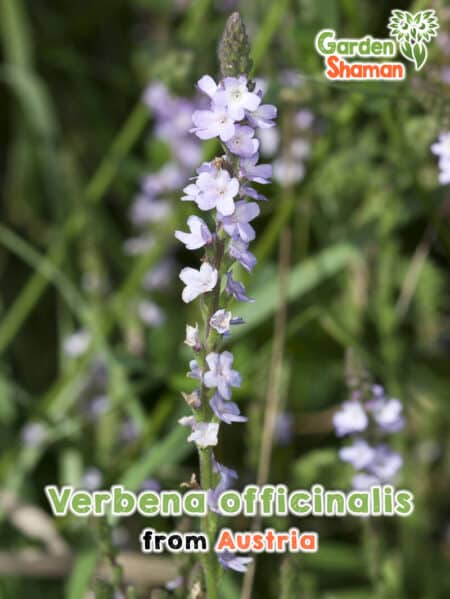 GardenShaman.eu Semillas de verbena Verbena officinalis