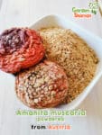 GardenShaman.eu - Amanita musacria séché moulu dried powdered