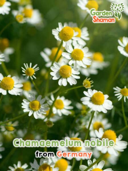 GardenShaman.eu Chamaemelum nobile Roman chamomile seeds