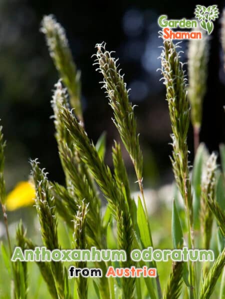 Fragrant grass (Anthoxanthum odoratum) seeds