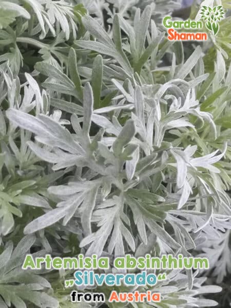 Echter Wermut "Silverado" (Artemisia absinthium) Absinth