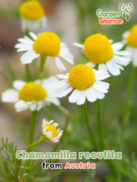 GardenShaman.eu - Chamomilla recutita Echte Kamille Samen