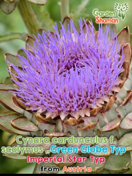 GardenShaman.eu - Gemüse Artischocke "Imperial Star Typ", "Green Globe Typ" (Cynara cardunculus f. scolymus) Samen