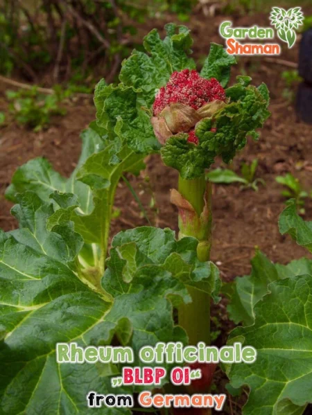GardenShaman.eu - Rheum officinale BLBP 01 Samen