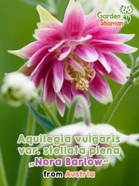 GardenShaman.eu Aquilegia vulgaris var. stellata plena Samen seeds