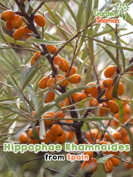 GardenShaman.eu - Hippophae rhamnoides sementes de espinheiro marítimo sementes