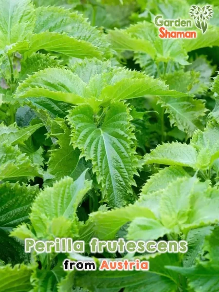GardenShaman.eu Perilla frutescens Shiso Feuille de sésame Graines
