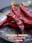 GardenShaman.eu - Capsicum annuum Diablo Rojo