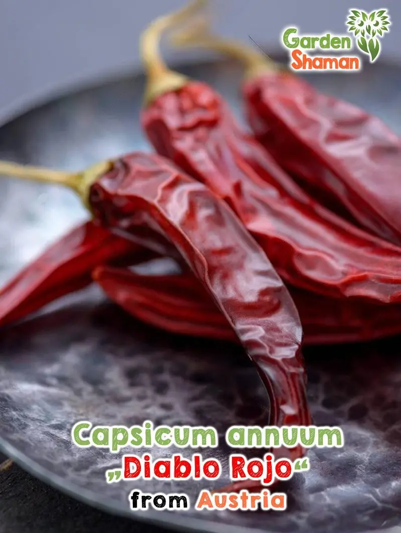 GardenShaman.eu - Capsicum annuum Diablo Rojo GardenShaman.eu - Sementes de Capsicum annuum Diablo Rojo