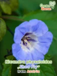 GardenShaman.eu - Nicandra physaloides Shoo Fly sementes sementes