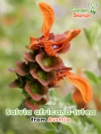 Afrikanischer Strand-Salbei