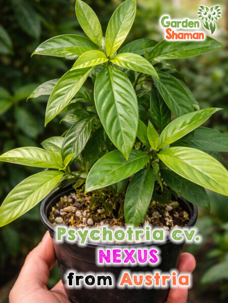 Psychotria Nexus Steckling im Topf mit grünen Blättern