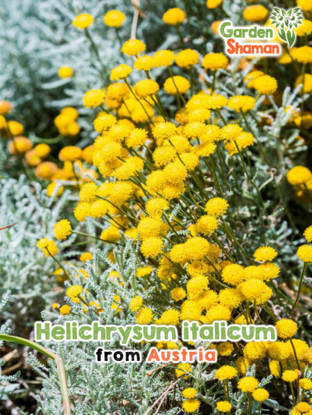 Helichrysum italicum Samen – aromatisches Currykraut mit silbrigen Blättern