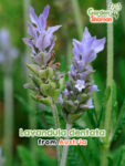 GardenShaman.eu – Lavandula dentata