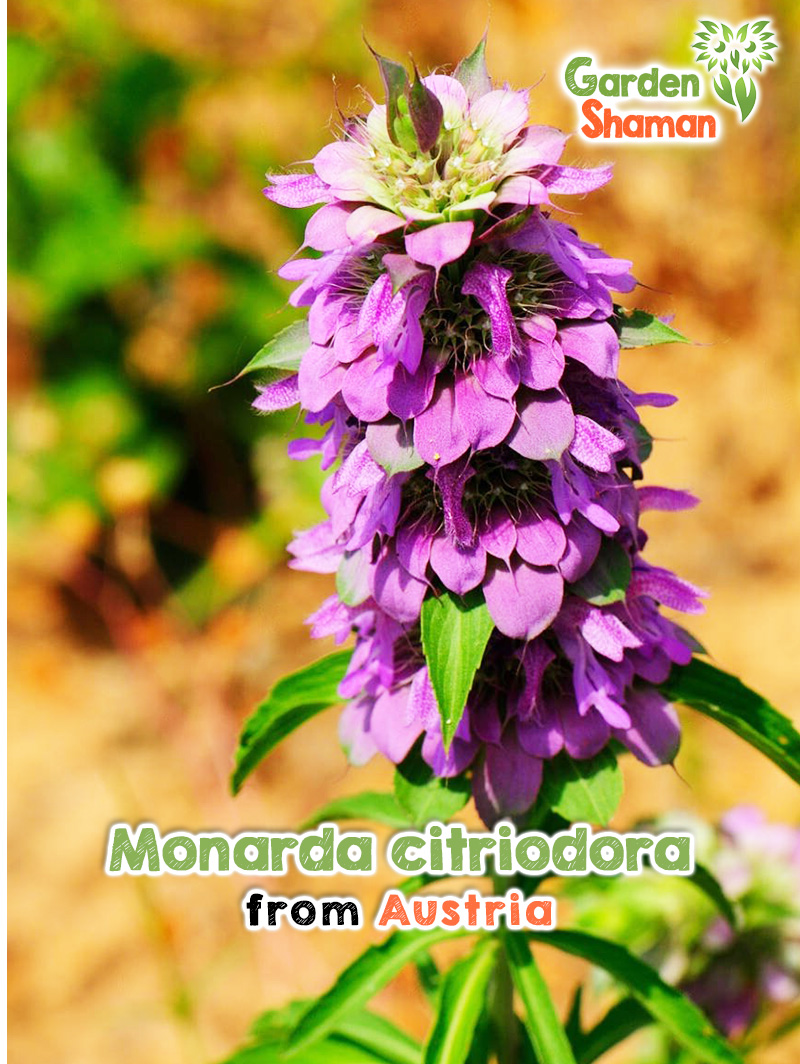 GardenShaman.eu - Monarda citriodora Monarda citriodora - Monarda limón con verticilos de flores rosas