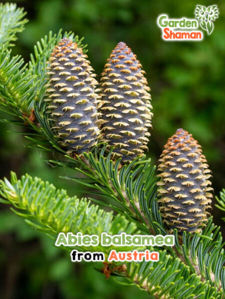 Abies balsamea - Sapin baumier aux aiguilles vertes brillantes et aux branches résineuses