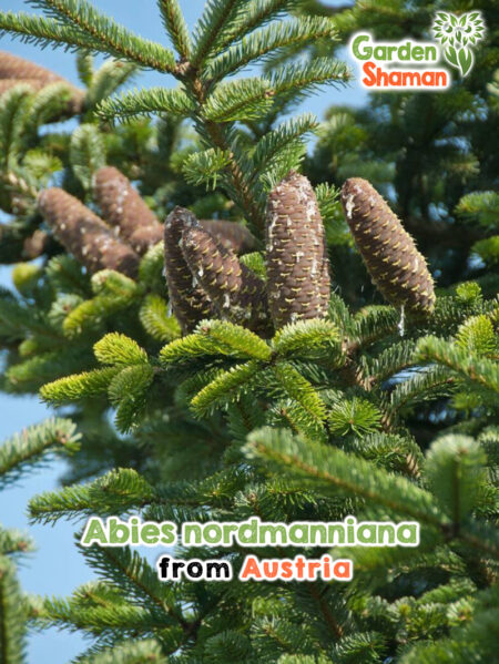 Abies nordmanniana – junge Nordmann-Tanne mit glänzenden, dunkelgrünen Nadeln